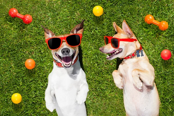 Dvě zábavné hraní psi — Stock fotografie