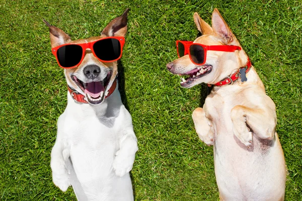 Dois cães engraçados — Fotografia de Stock