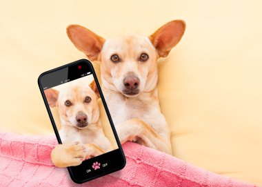 chihuahau köpek selfie