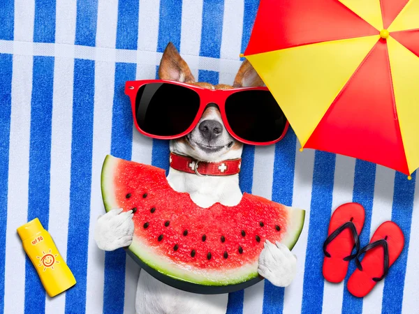 Cane realizzando in spiaggia — Foto Stock