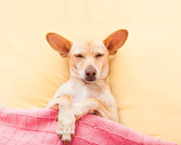 Śpiący pies chihuahua — Zdjęcie stockowe