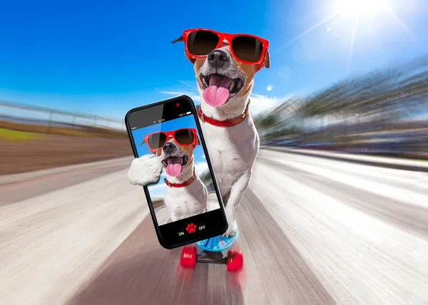 Cão patinador no skate — Fotografia de Stock