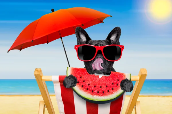 Dog at the beach — Stock Photo, Image