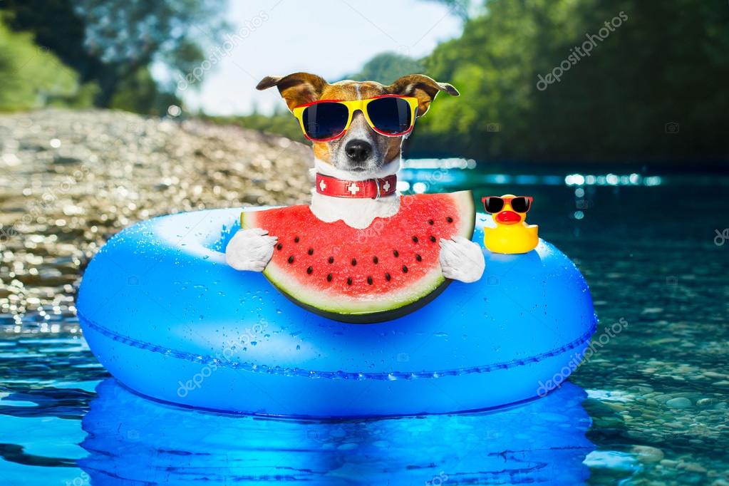 Beach dog with watermelon Stock Photo by ©damedeeso 116157632