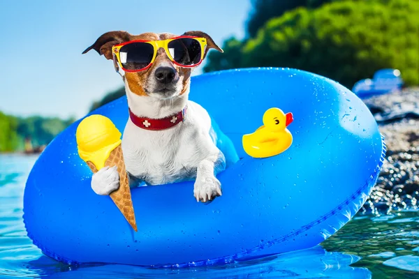 Cane spiaggia vacanza estiva — Foto Stock