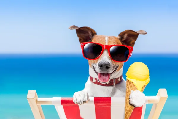 Dog summer beach — Stock Photo, Image