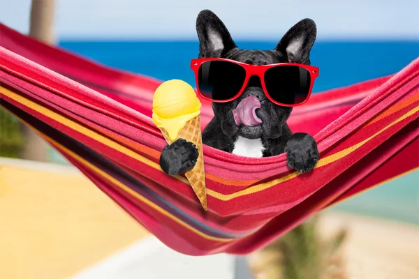 Dog on hammock and ice cream — Stock Photo, Image