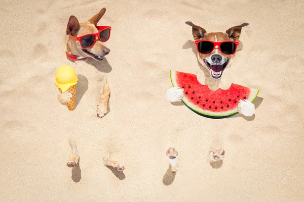 Aantal honden op het strand en watermeloen — Stockfoto