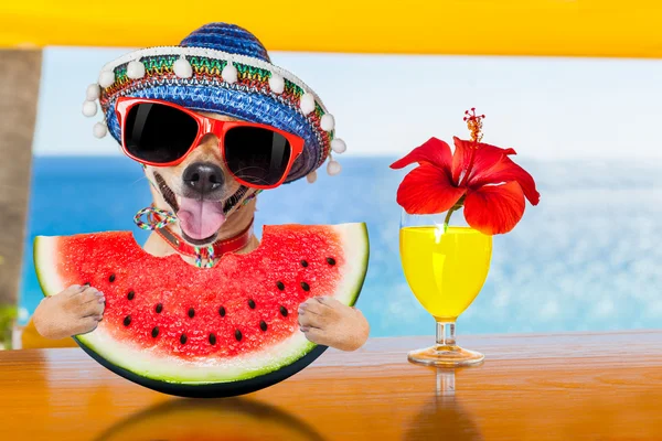 Pies na plaży i arbuz — Zdjęcie stockowe