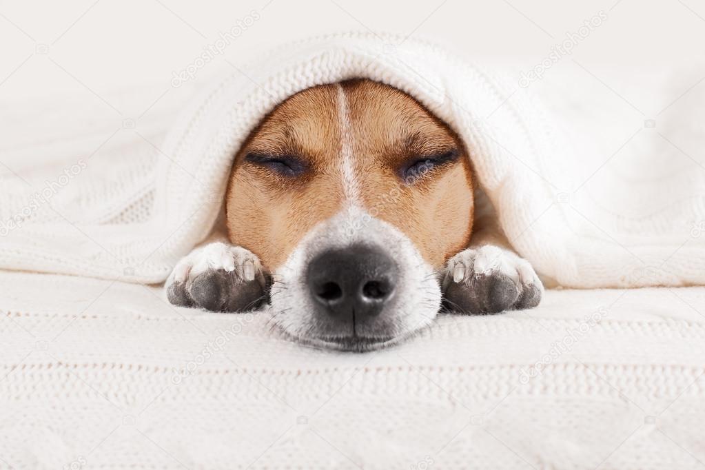 Sleeping Dog In Bed Stock Photo By C Damedeeso 116369286