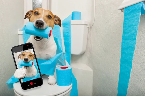 Cão no assento do vaso sanitário — Fotografia de Stock