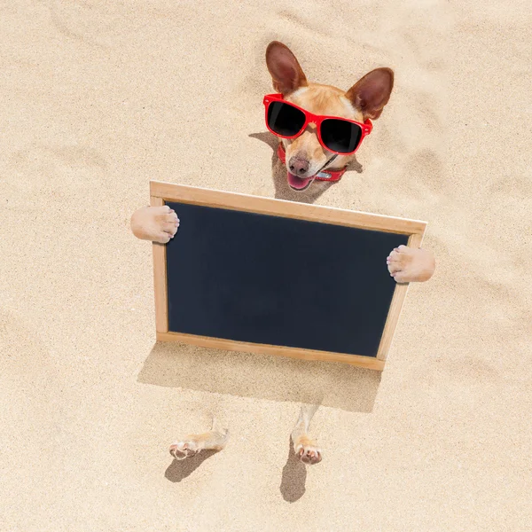 Собака на пляже и баннер — стоковое фото