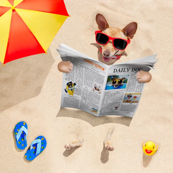 Cão na praia lê jornal — Fotografia de Stock