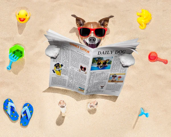 Perro en la playa lee periódico — Foto de Stock