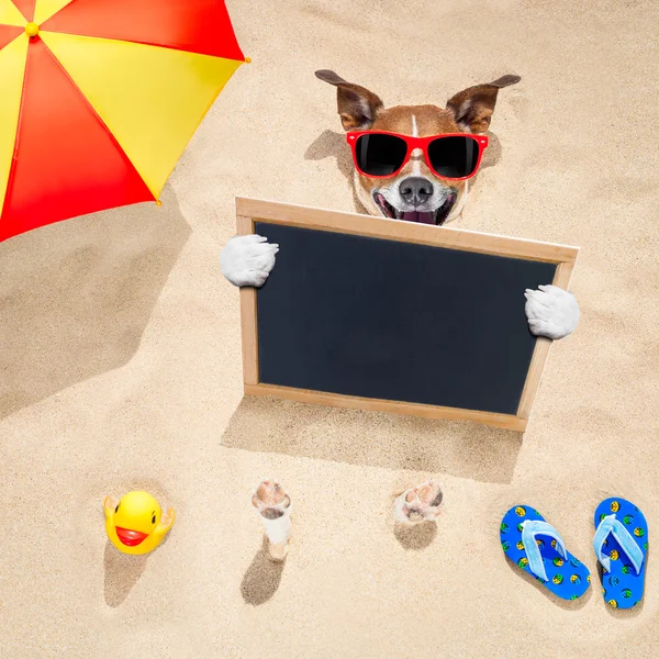 Perro en la playa y bandera — Foto de Stock