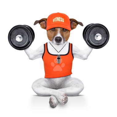 kişisel antrenör köpek