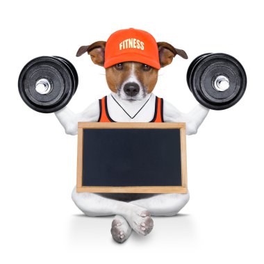 kişisel antrenör köpek