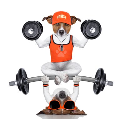kişisel antrenör köpek