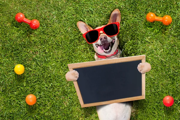 Hond speelt met eigenaar opzoeken — Stockfoto