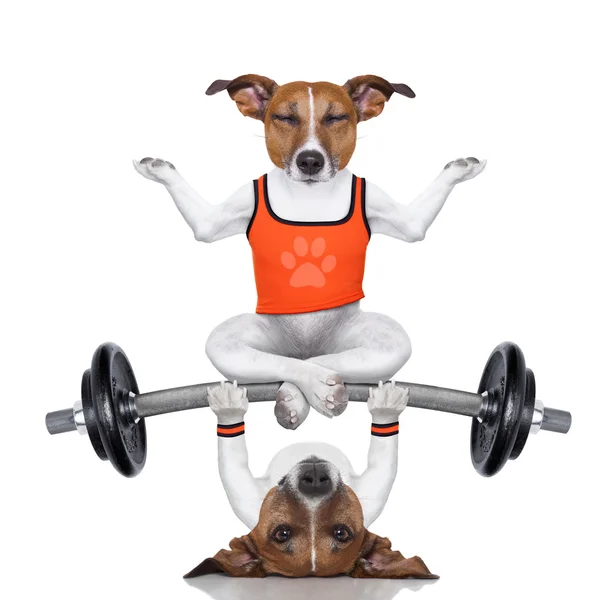 Kişisel antrenör köpek ve yoga köpek — Stok fotoğraf