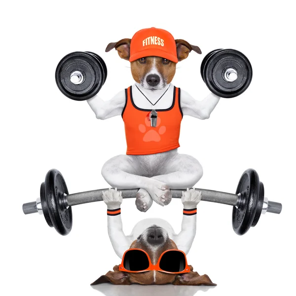 Persoonlijke trainer hond — Stockfoto