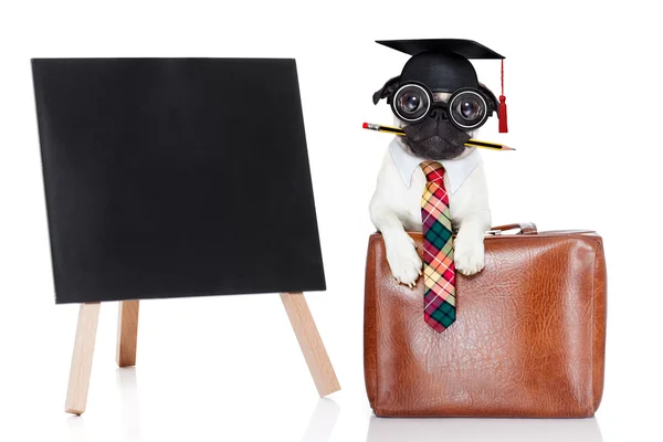 Office worker dog — Stock Photo, Image