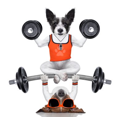 kişisel antrenör köpek