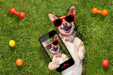 bir selfie alarak köpek