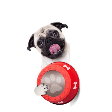 Aç köpek yemliği