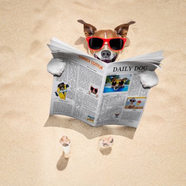 köpeğe beach okuma gazete