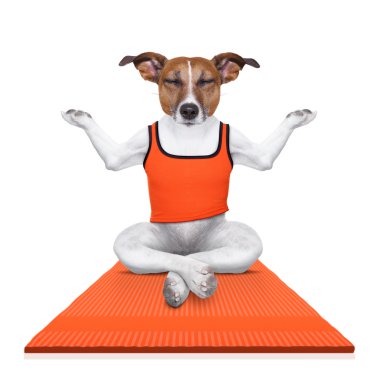 kişisel yoga eğitmeni köpek