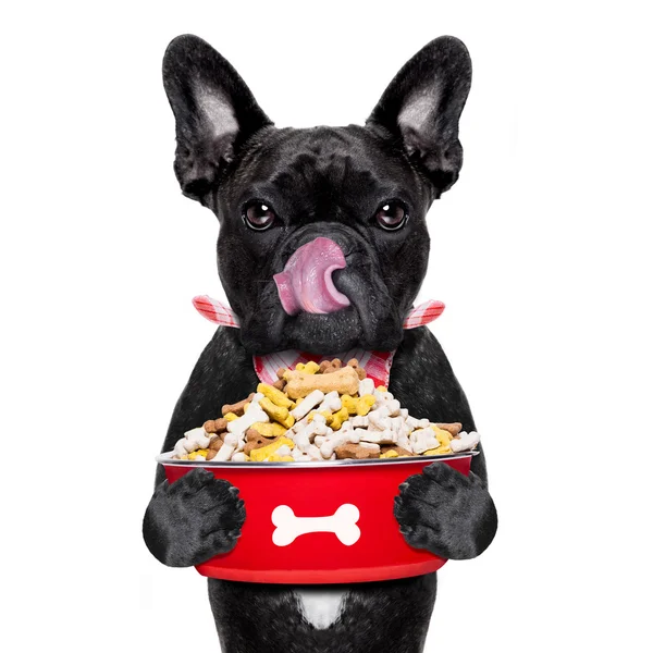 Hungrig hund skål — Stockfoto