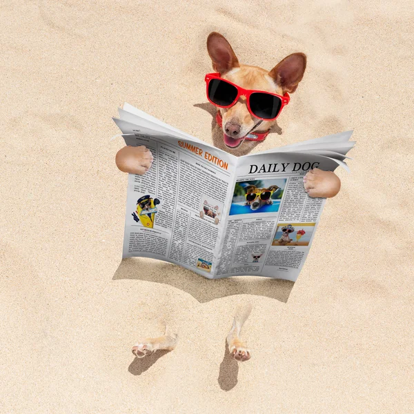 Hond op het strand leest krant — Stockfoto