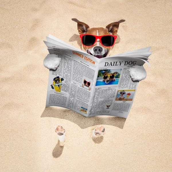 Σκύλος στην παραλία διαβάζει εφημερίδα — Φωτογραφία Αρχείου