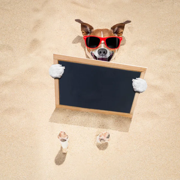 Hond op het strand en de banner — Stockfoto
