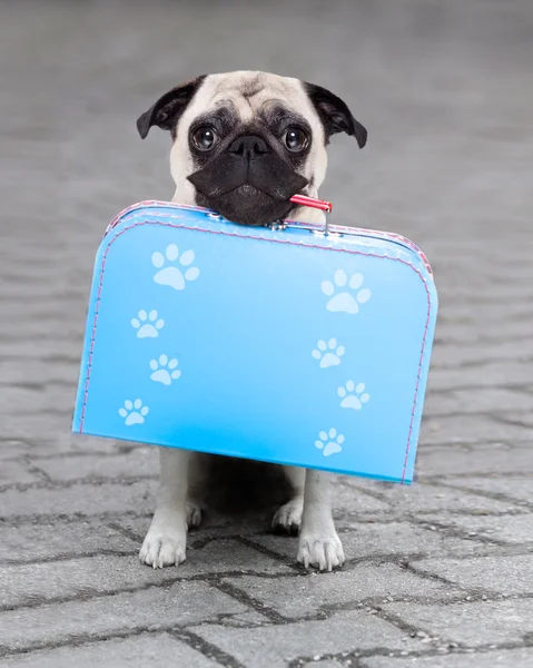 Cane abbandonato e smarrito — Foto Stock