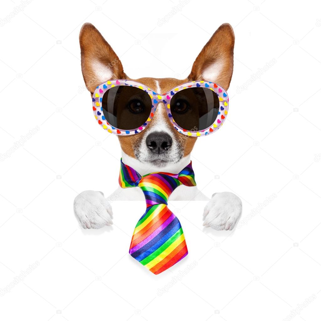 gay pride dog 