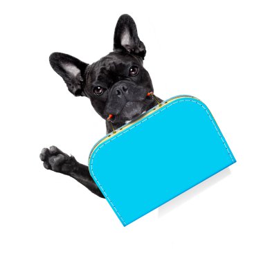 terk edilmiş ve kayıp köpek