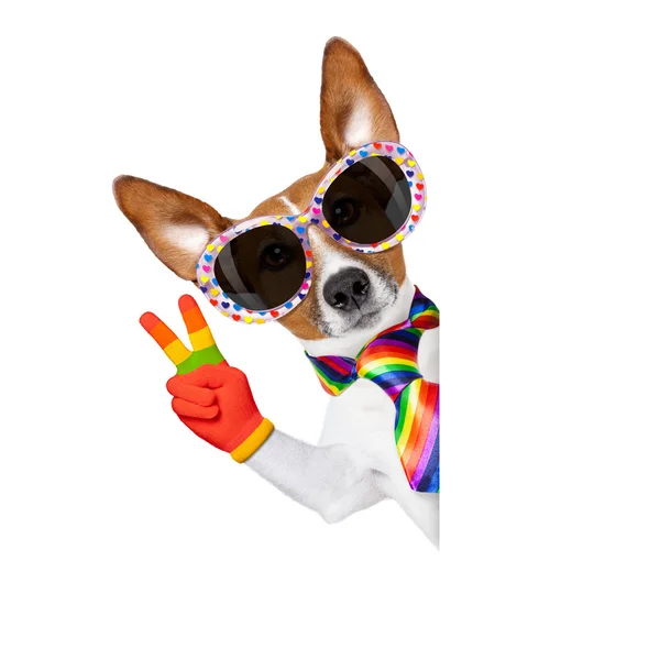 Gay orgullo perro — Foto de Stock