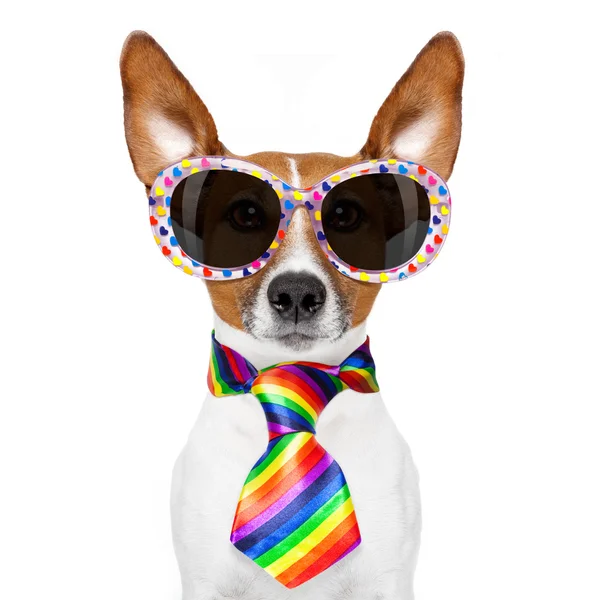 Gay pride hund — Stockfoto