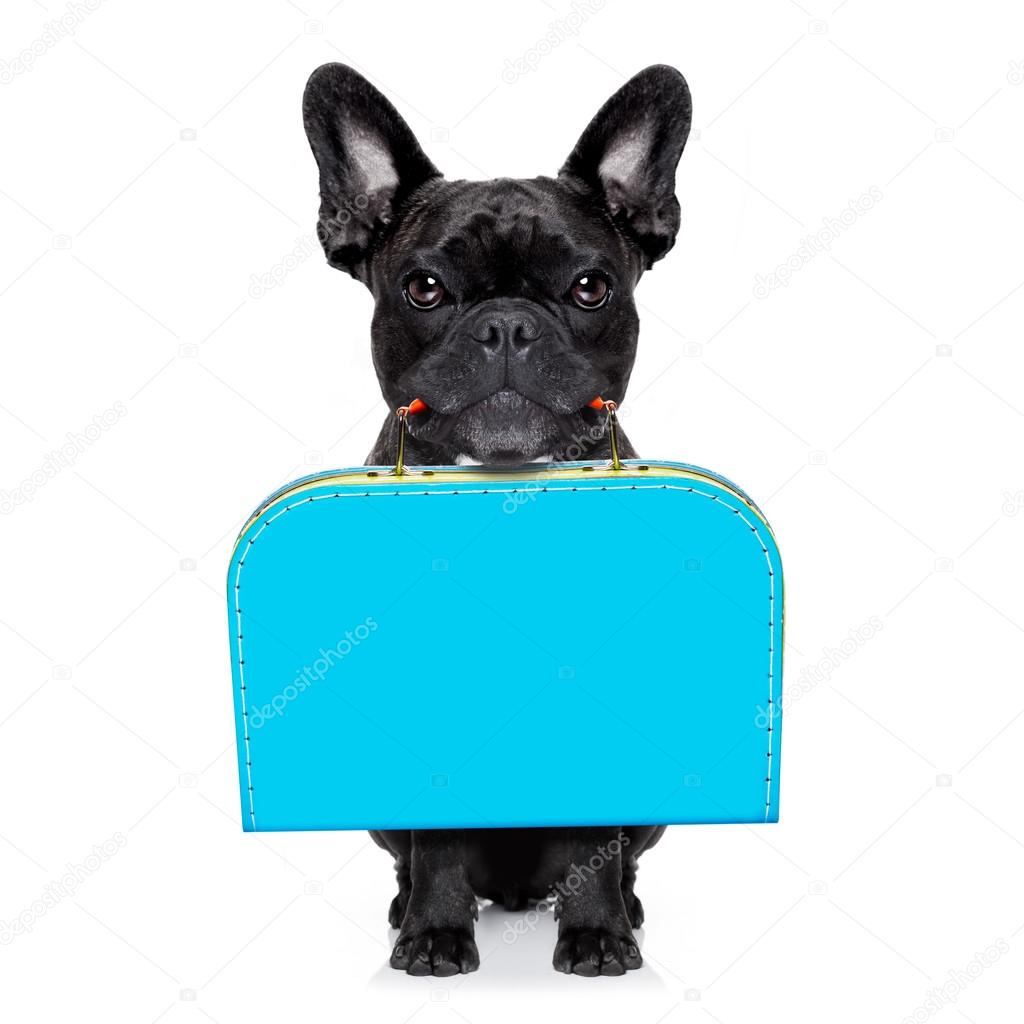 Abandoned and lost dog Stock Photo by ©damedeeso 118430474