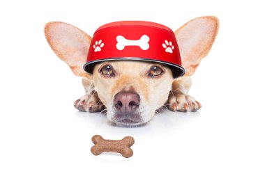 Aç köpek yemliği