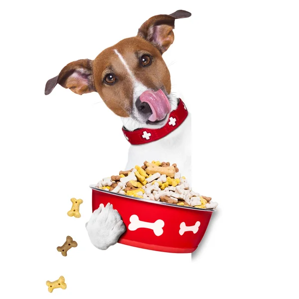 Tazón de perro hambriento — Foto de Stock