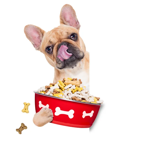 Honger Dog Bowl — Stockfoto