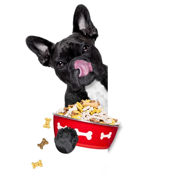 Honger Dog Bowl — Stockfoto