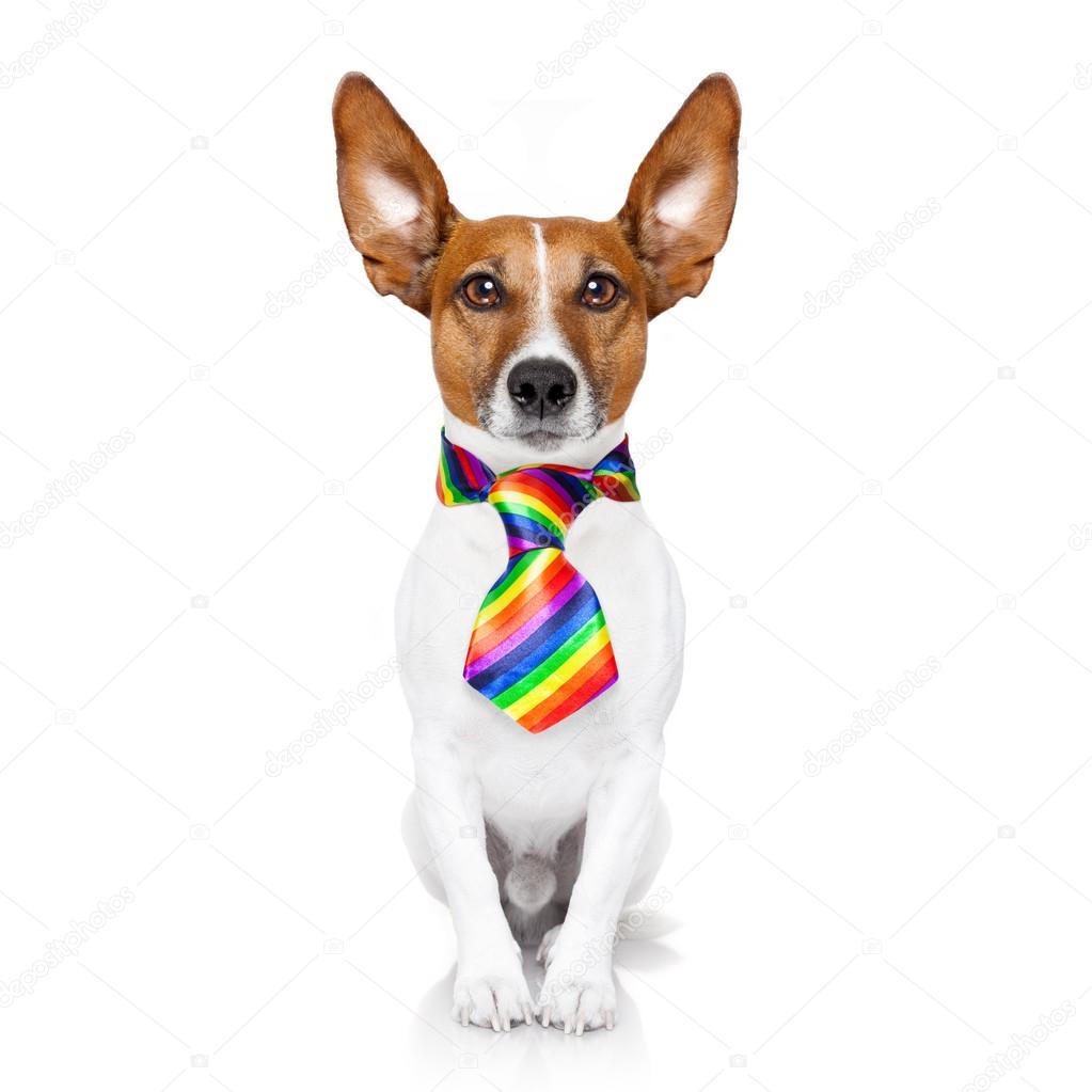 gay pride dog 