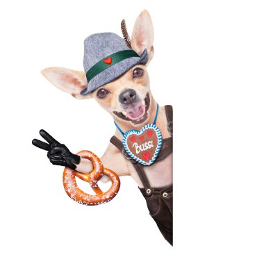 Bavyera bira köpek 