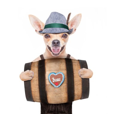 Bavyera bira köpek