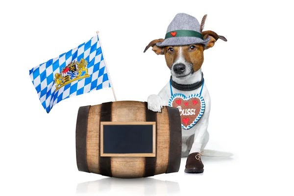 Bayerischer Bierhund — Stockfoto