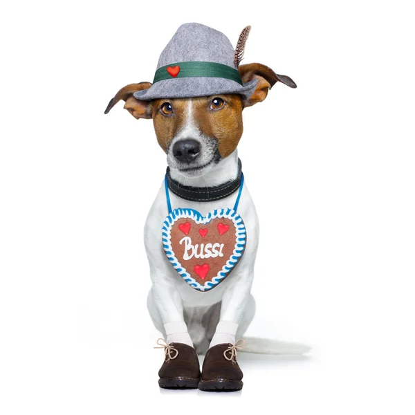 Bavarian beer dog — Stock Photo, Image